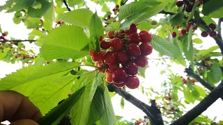 Mergem la cirese de Mai🍒🍒!