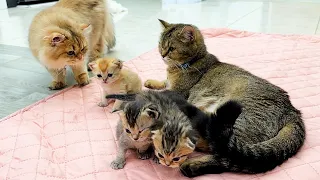 The reaction of a cat mother when another cat approaches her kittens