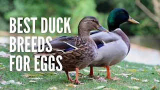 The 15 Best Duck Breeds for Eggs