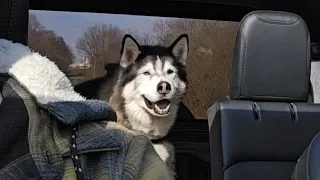Husky Loves To Do This Whilst The Suns Shining