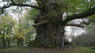 Walking to England's oldest Oak tree: Majesty.