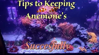 Anemone Saltwater Aquariums tips