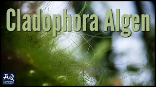 Cladophora Algen im Aquarium bekämpfen | AquaOwner
