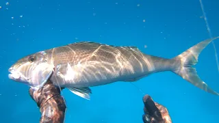 Spearfishing Australia - North West Island