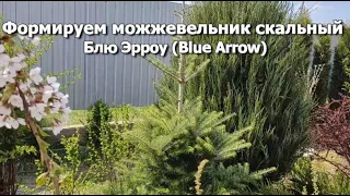 Формируем можжевельник скальный Блю Эрроу (Blue Arrow)