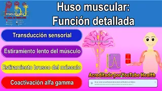 Huso muscular | Huso neuromuscular | Huso muscular fisiología | Huso muscular como funciona