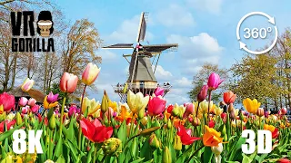This is Holland VR: Keukenhof Flower 'Garden of Europe' - 8K 360 3D Video(short)