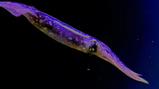 Facts: The Japanese Flying Squid