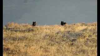 Early Morning Grizzly and Wolves on a Carcass - Yellowstone National Park