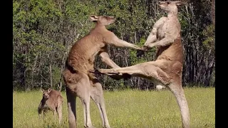 Ep.97 캥거루vs개, 캥거루vs인간, 캥거루vs캥거루 Kangaroo Attack Dog  Kangaroos vs dogs, kangaroos vs humans