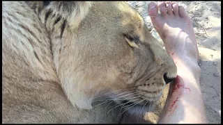 "MOMENTS WITH SIRGA" lions reaction to smelling human blood