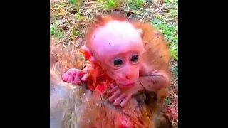 Infant monkey grieving over its dead mother