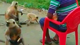 Funny monkeys. Indian langur snatching and eating food.Hanuman Bander.Macaque.Monkey