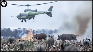 How American Hunters And Farmers Deal With Millions Of Giant Wild Boars By Helicopter