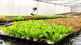 Floating hydroponic vegetables cultivation - Growing vegetables on the water - Modern Agriculture