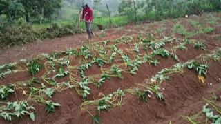 COMO FOI A NOSSA TARDE PLANTANDO BATATA DOCE NA CHUVA