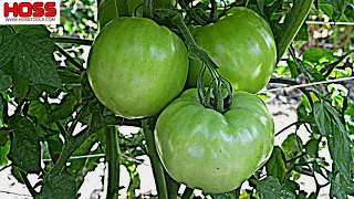 A NEW TOMATO VARIETY that's UNBELIEVABLY PRODUCTIVE!