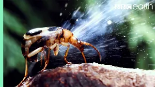 Bombardier Beetle Sprays Acid From Its Rear | Life | BBC Earth