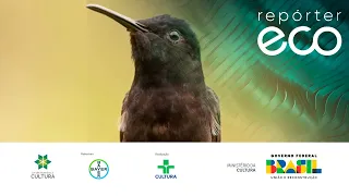 Repórter Eco | O CANTO ULTRASSÔNICO DO BEIJA-FLOR PRETO - 17/12/2023