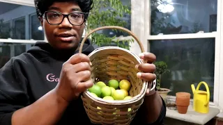 Watering | Stolen Plants | Citrus  Harvest | Topiary Vlog / Garden Queen