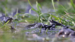 Frog party