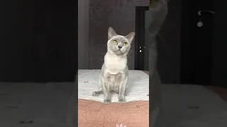 Лиловая бурманская кошка