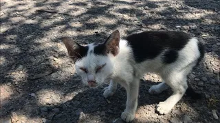 Rescue a poor kitten from the accident on the highway