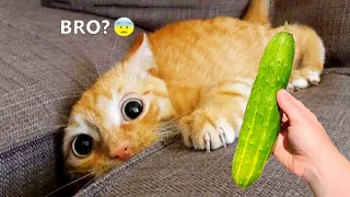 New Funny Animals 2024 😅 Funniest Cats and Dogs 😻🐶 Part 2