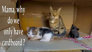 Trying to save Mama's cat and her two-week-old kittens.