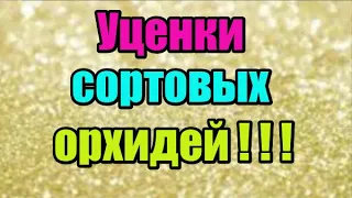 🌸Уценки сортовых орхидей !!! ЗАМЕЧТАТЕЛЬНЫЕ КРАСОТКИ👍