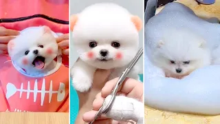 Tik Tok Chó Phốc Sóc Mini 😍 Funny and Cute Pomeranian #397