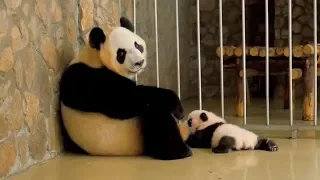 Too Funny! Super cute panda baby and panda mother's wonderful moment
