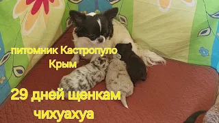 щенки чихуахуа окрас мерле #merle #chihuahua питомник Кастропуло Крым купить щенка продажа