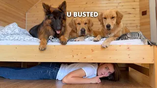 My Dog's BEST Reactions | Funny Dog Videos #4