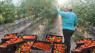 Growing 10,000 Pounds of Organic Tomatoes in a High Tunnel Greenhouse