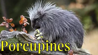 Porcupines give you 30,000 reasons to back off | Amazing facts about Porcupines