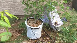 Growing Barbados Cherry (Acerola) Tree in a Container