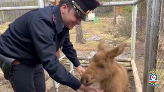 В Якутии участковый уполномоченный полиции спас осиротевшего новорождённого лосёнка