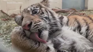 Voters help name rescued tiger cub at California zoo