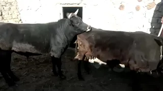 Bull Meeting New Cow In My Village | Animals Earth |