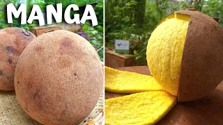 10 Types of EXOTIC MANGOS So DIFFERENT They Will Surprise You