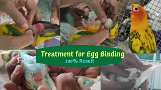 Treatment for egg binding 100%result by(VRR Birds farm-cbe)/Egg binding budgies in tamil/must watch