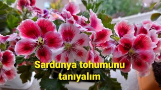 #sardunyatohumu#ceylangözüsardunyatohumu SARDUNYA TOHUMU NASIL OLUR.NE ZAMAN TOPLANIR.🌾🌿🌱