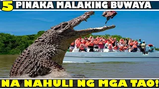 5 Pinaka Malaking Buwaya na Nahuli ng mga Tao na Siguradong Ikakagulat mo sa Laki ng mga ito . .