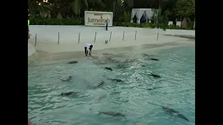 Jumeirah Vittaveli Resort, Maldives - Shark and Stingray Feeding