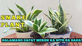 SNAKE PLANT - HALAMANG DAPAT MERON KA NITO SA BAHAY.