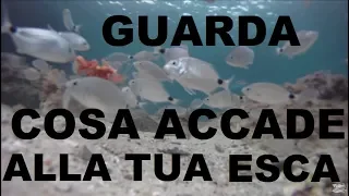 per la pesca,Mi immergo e Vi dimostro coi fatti cosa accade e quanto dura l'esca con la mangianza