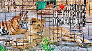 ЛИЗА (Медея),  друзья львята и тигрята подростки.❤️ Lion cubs. Tiger cubs.Тайган