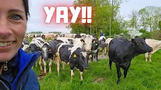 These cows are allowed to go outside for the first time! They love that!! 🥳| Friesian Horses