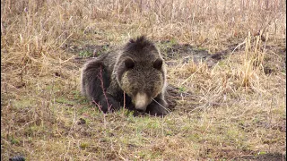 A friendly grizzly bear visit while hiking off-trail - Yellowstone National Park